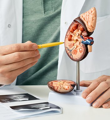 Kidneys are vital  for good health